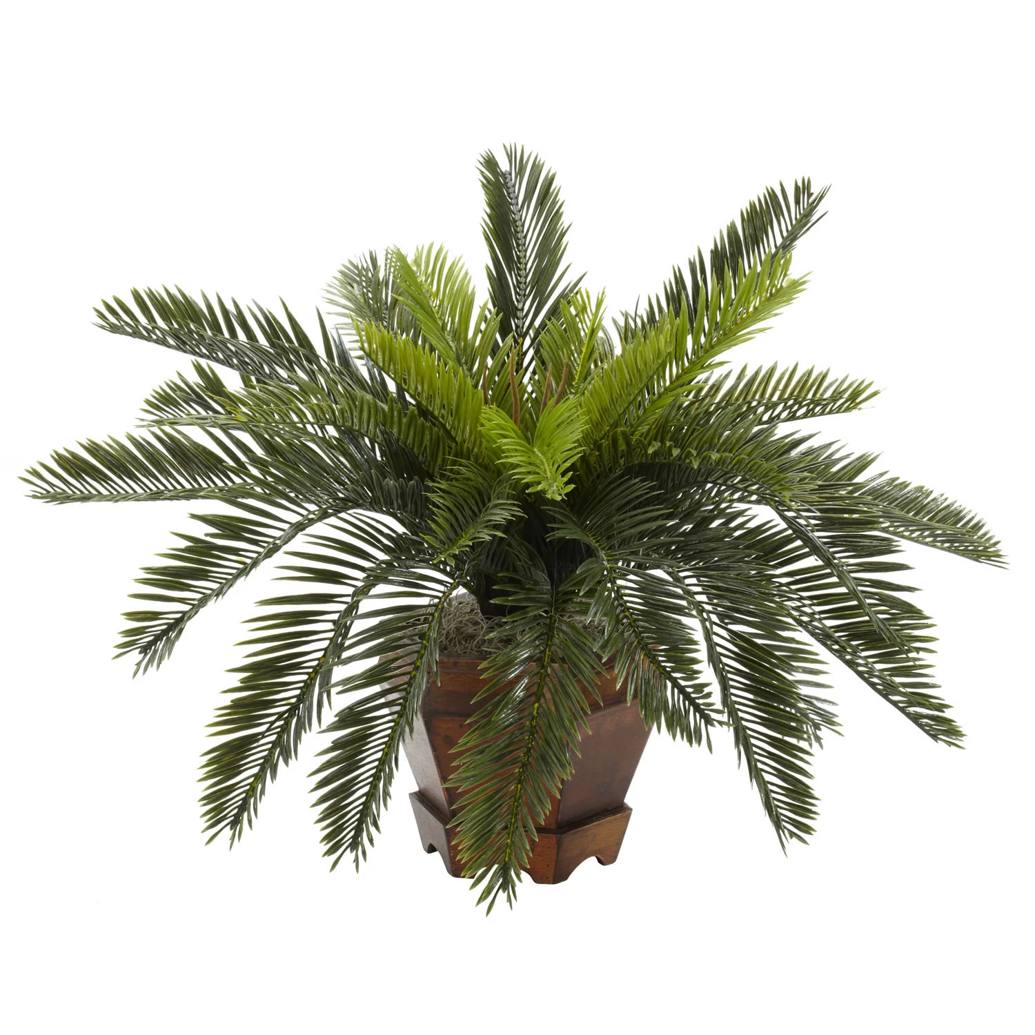 15 Inch Cycas Palms In Hexagon Planter 3 15 Inch Cycas Palms In Hexagon Planter
