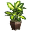 20.5 Inch Golden Dieffenbachia In Wood Vase 2 20.5 Inch Golden Dieffenbachia In Wood Vase -Artificial Trees Shop NEA1182 ZM 1