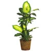 42 Inch Golden Dieffenbachia In Basket -Artificial Trees Shop NEA1183 ZM 1