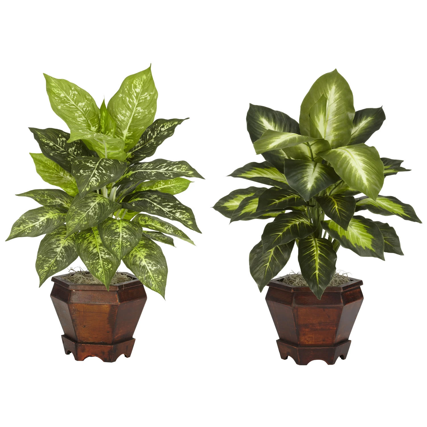 20.5 Inch Assorted Dieffenbachia In Wood Vase (Set Of 2) 3 20.5 Inch Assorted Dieffenbachia In Wood Vase (Set Of 2)