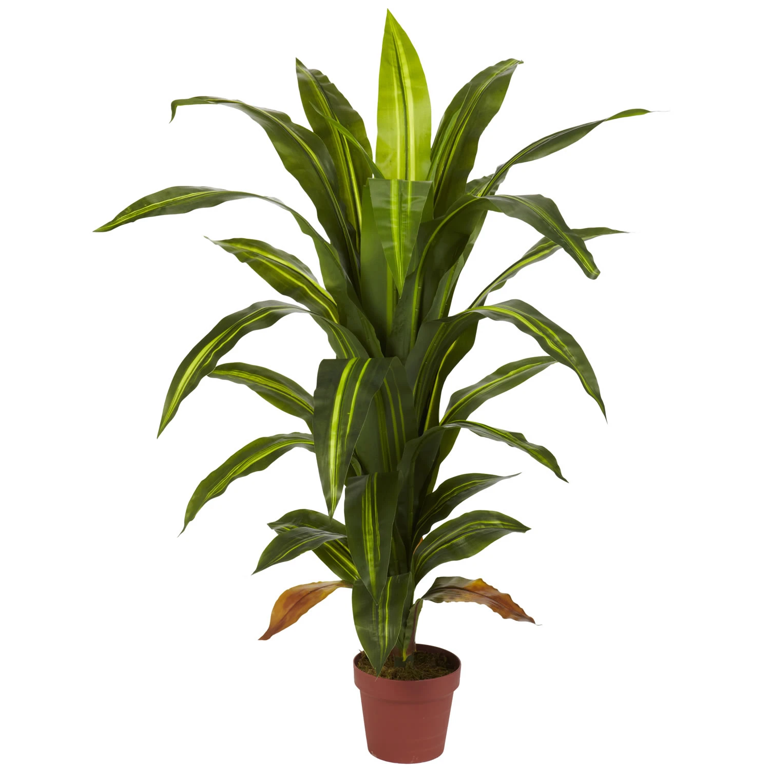 4 Foot Dracaena Plant: Potted 3 4 Foot Dracaena Plant: Potted