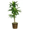 48 Inch Dracaena In Basket -Artificial Trees Shop NEA1193 ZM 1