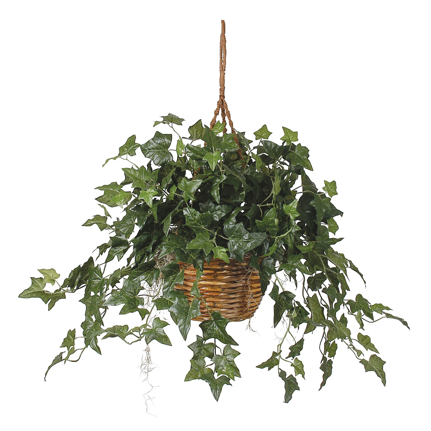 26 Inch English Ivy In Hanging Basket 3 26 Inch English Ivy In Hanging Basket