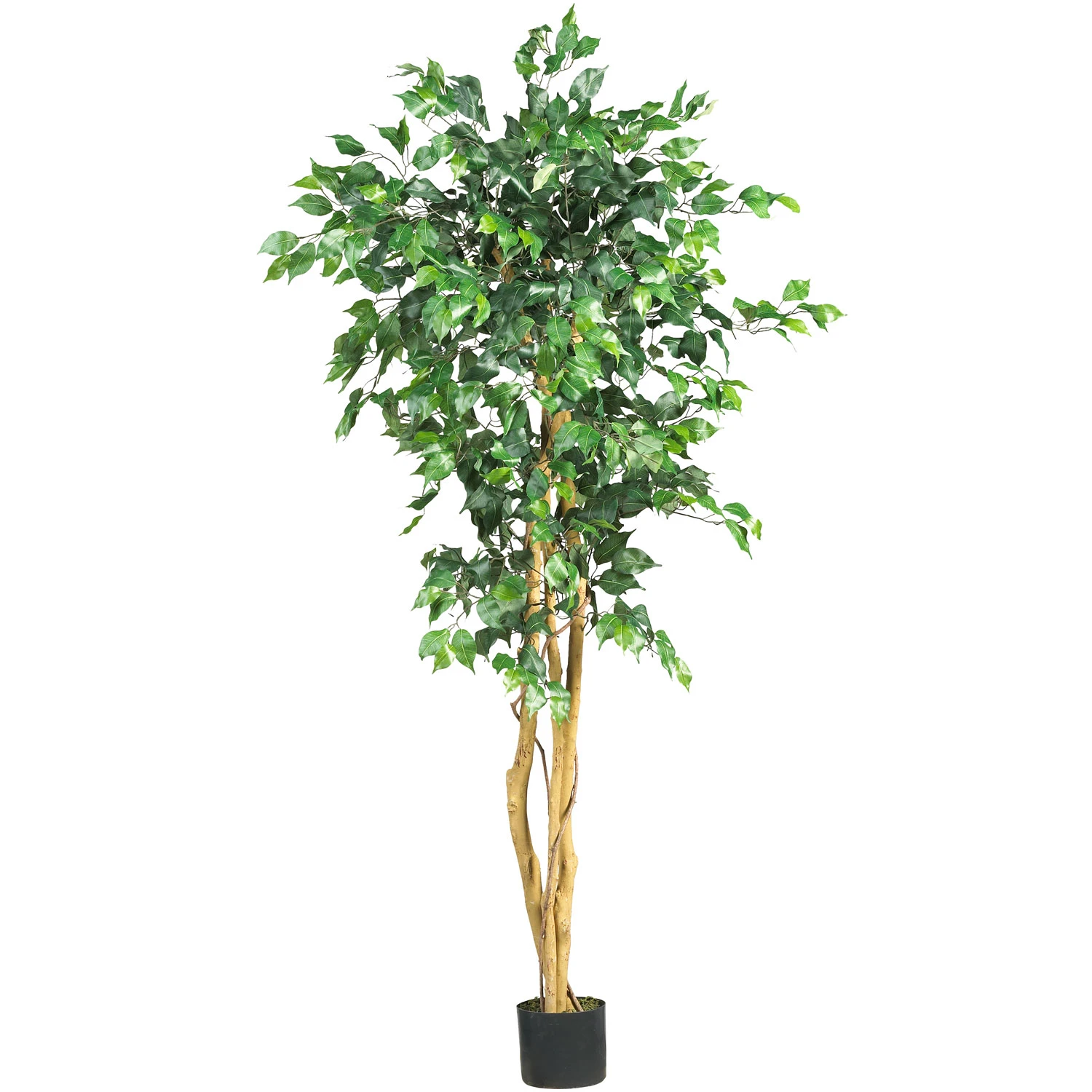 5 Foot Ficus Tree: Potted 3 5 Foot Ficus Tree: Potted