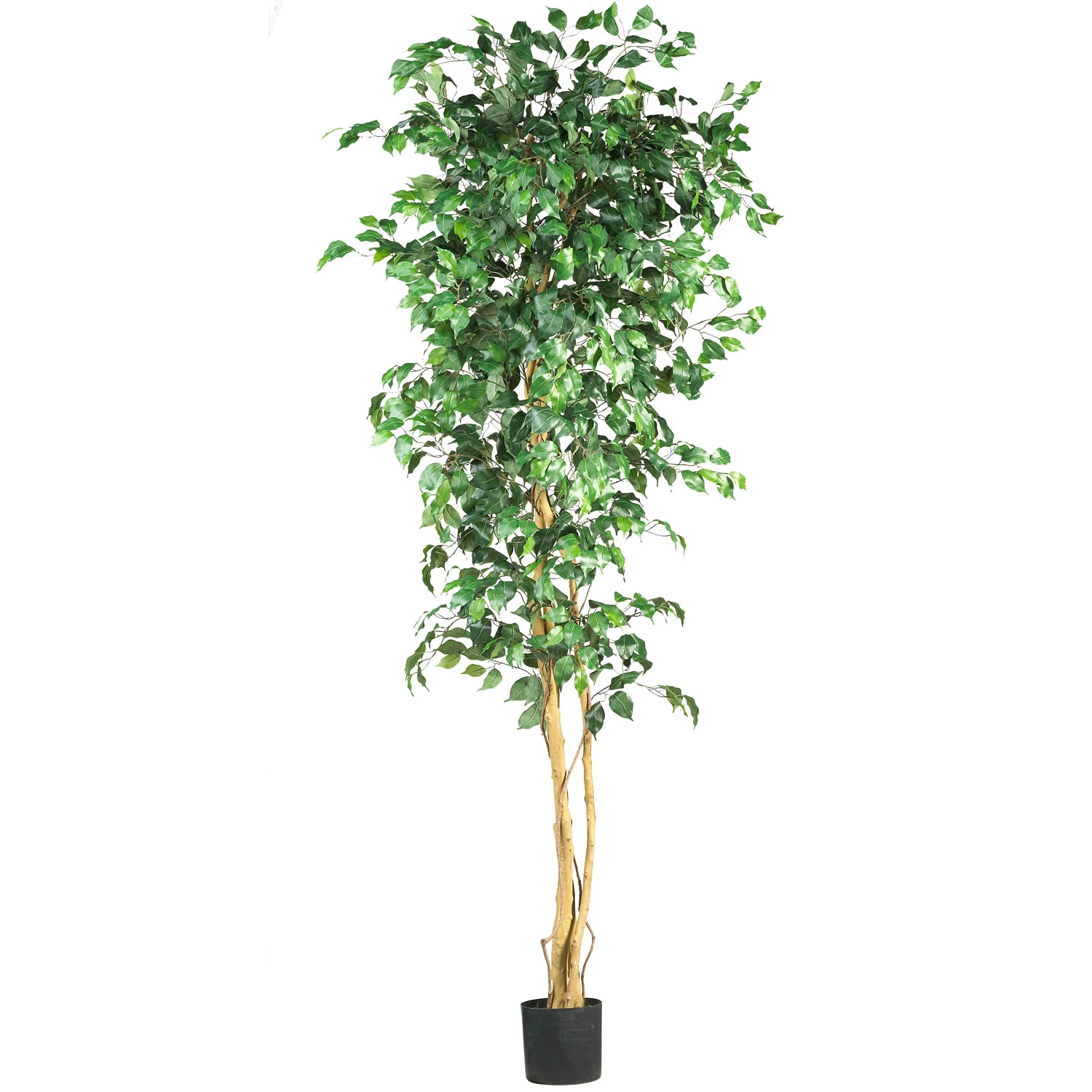 7 Foot Ficus Tree: Potted 3 7 Foot Ficus Tree: Potted