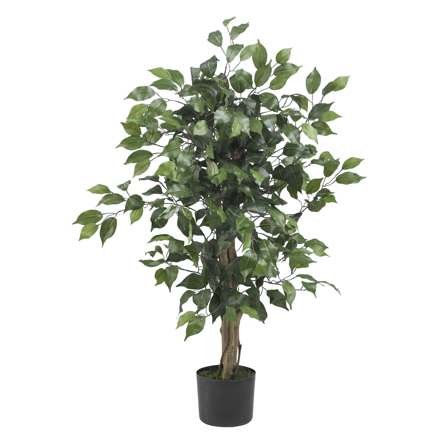 3 Foot Ficus Tree: Potted 3 3 Foot Ficus Tree: Potted