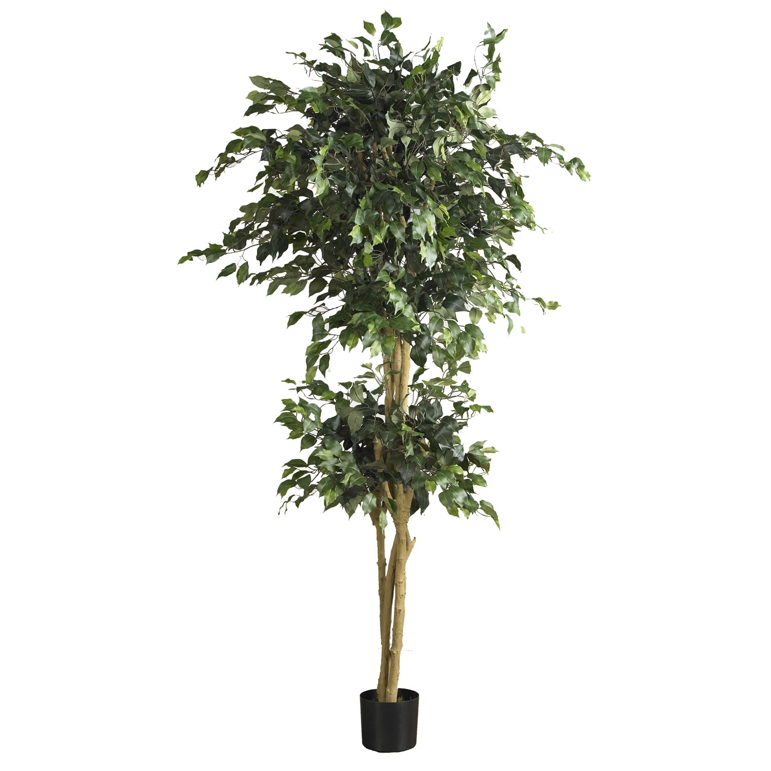 6 Foot Double Ball Ficus Tree: Potted 3 6 Foot Double Ball Ficus Tree: Potted