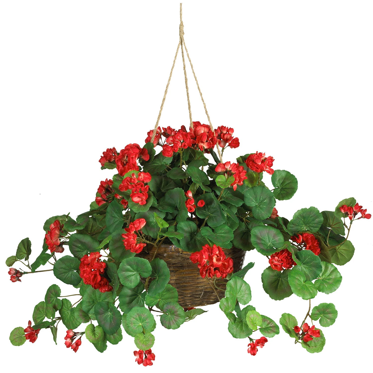 24 Inch Red Geranium In Hanging Basket 3 24 Inch Red Geranium In Hanging Basket