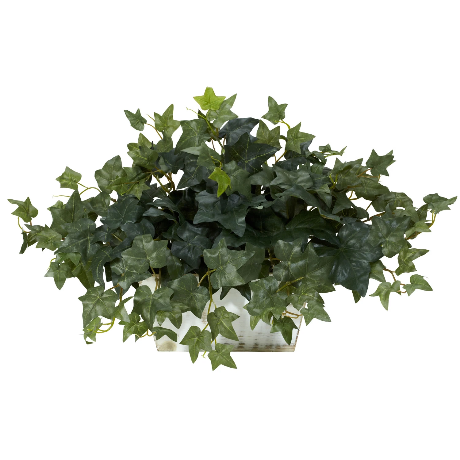 14 Inch Ivy In White Wash Planter 3 14 Inch Ivy In White Wash Planter