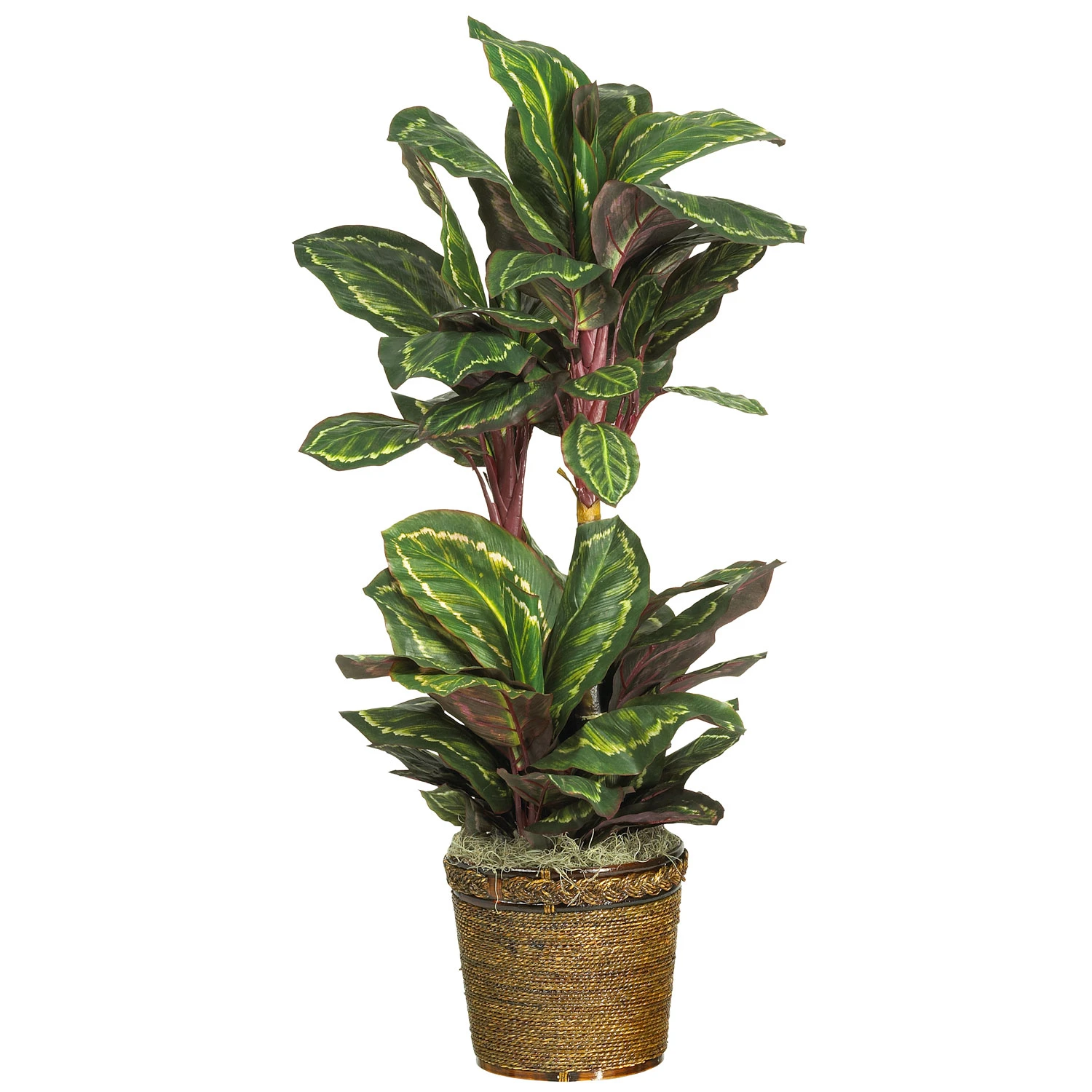 45 Inch Maranta Plant In Basket 3 45 Inch Maranta Plant In Basket