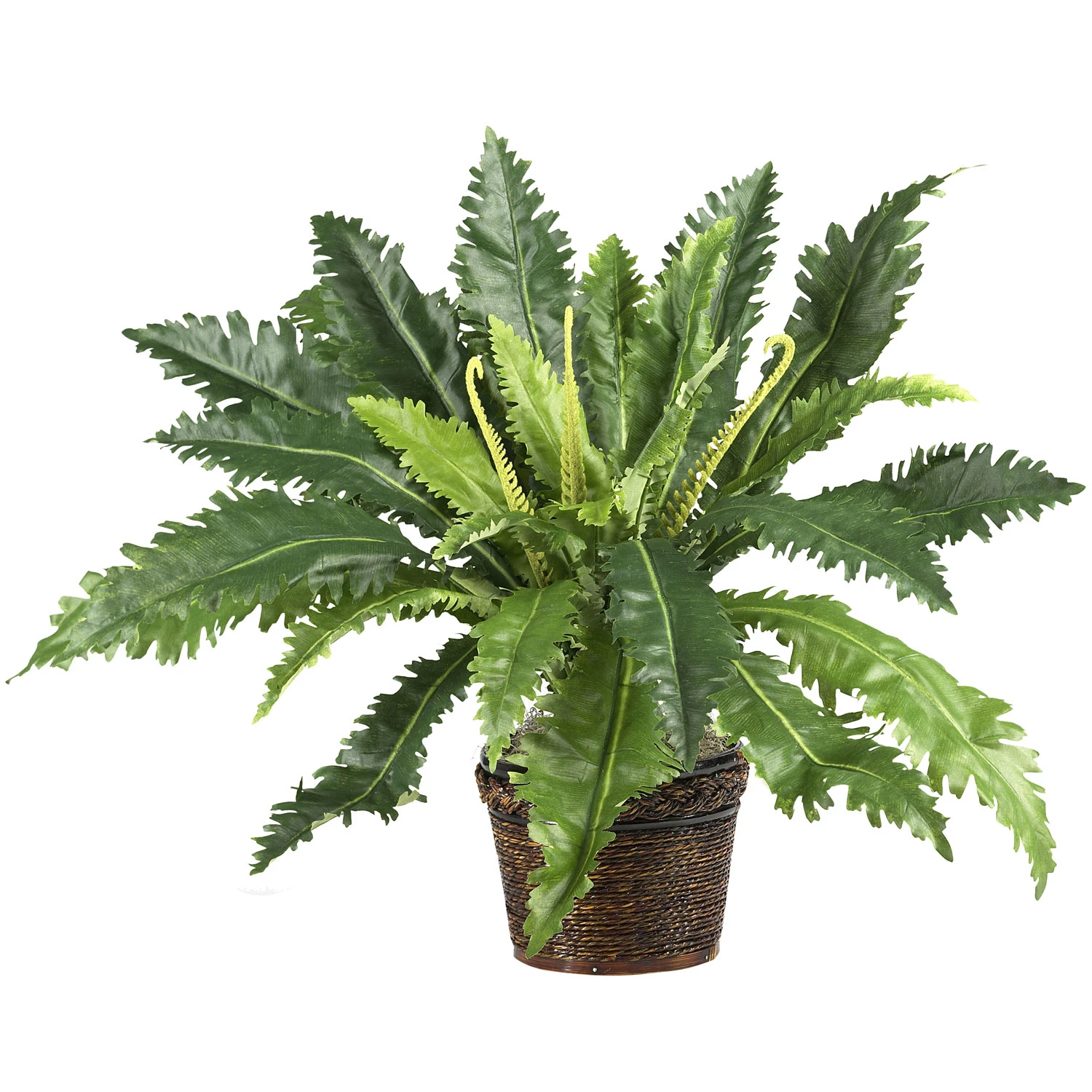 22 Inch Dracaena Marginata Plant In Wicker Basket 3 22 Inch Dracaena Marginata Plant In Wicker Basket