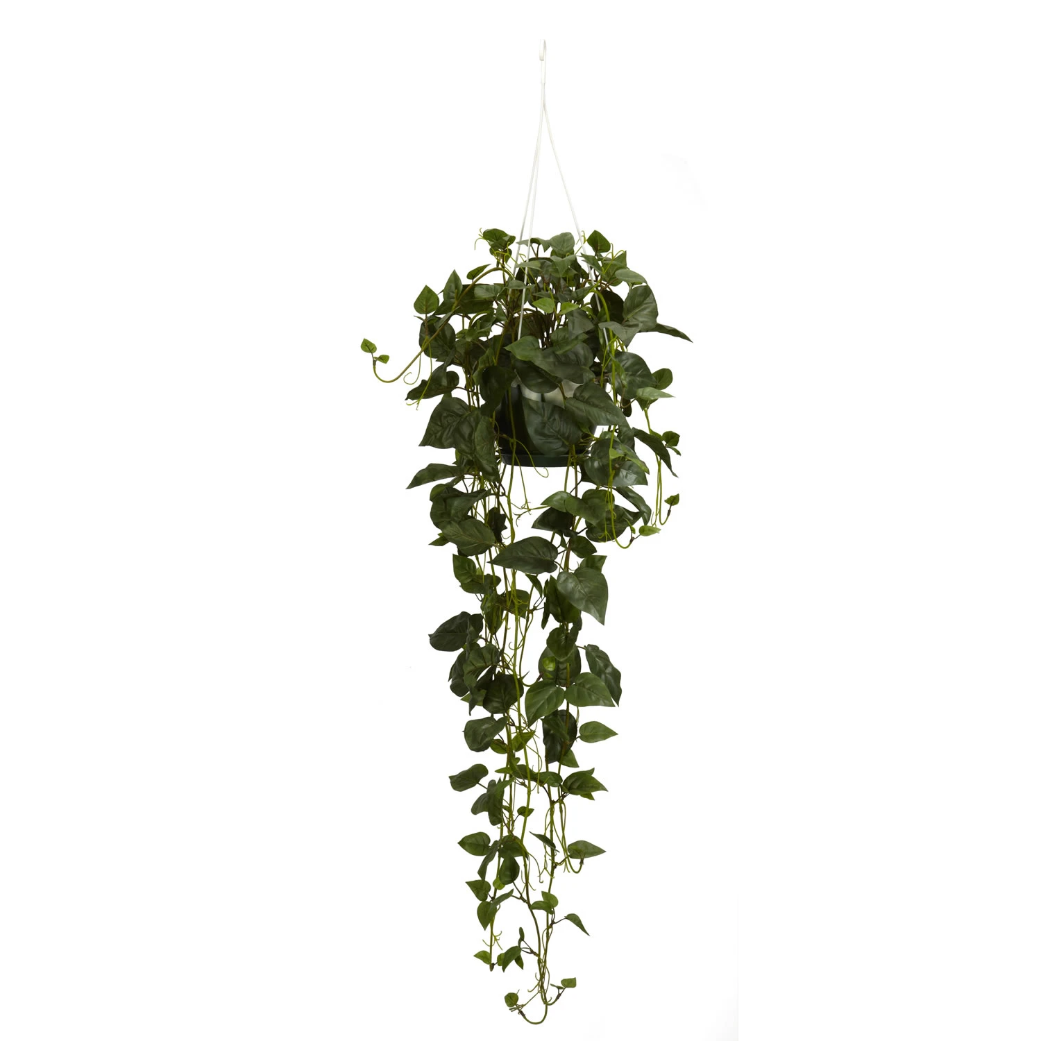 44 Inch Philodendron Hanging Basket 3 44 Inch Philodendron Hanging Basket