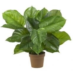 27 Inch Large Leaf Philodendron: Potted