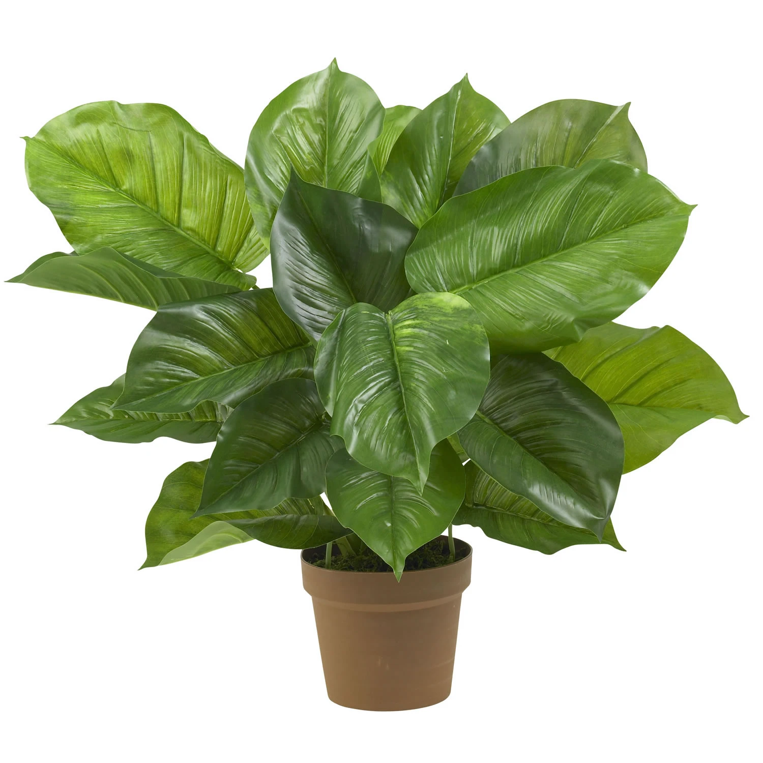 27 Inch Large Leaf Philodendron: Potted 3 27 Inch Large Leaf Philodendron: Potted