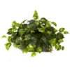 15 Inch Pothos Set On Foam Sheet -Artificial Trees Shop NEA1302 ZM 1