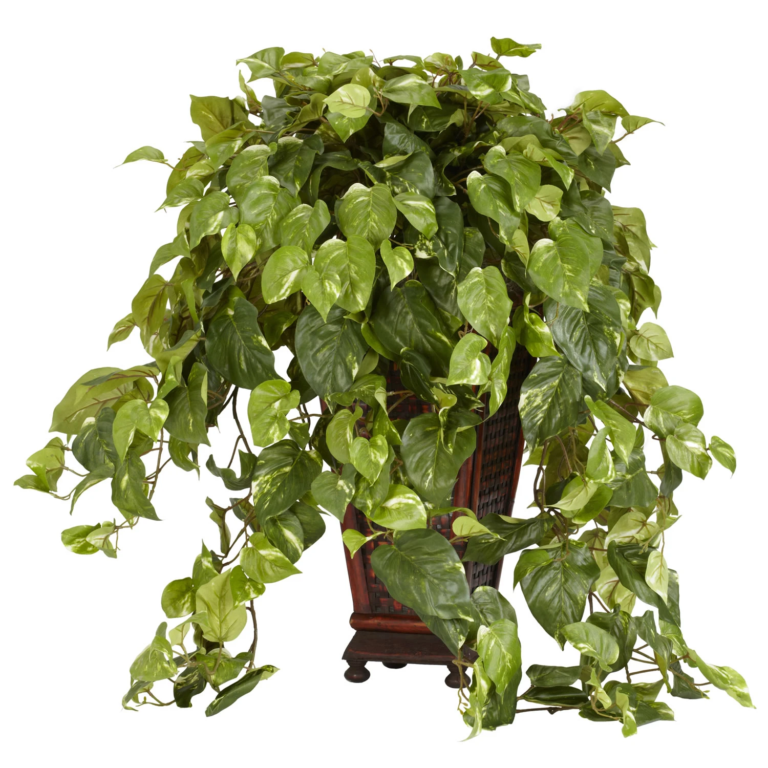 30 Inch Vining Pothos In Decorative Vase 3 30 Inch Vining Pothos In Decorative Vase