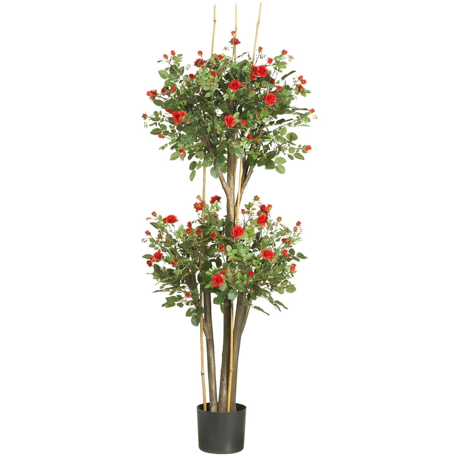 5 Foot Mini Rose Tree: Potted 3 5 Foot Mini Rose Tree: Potted