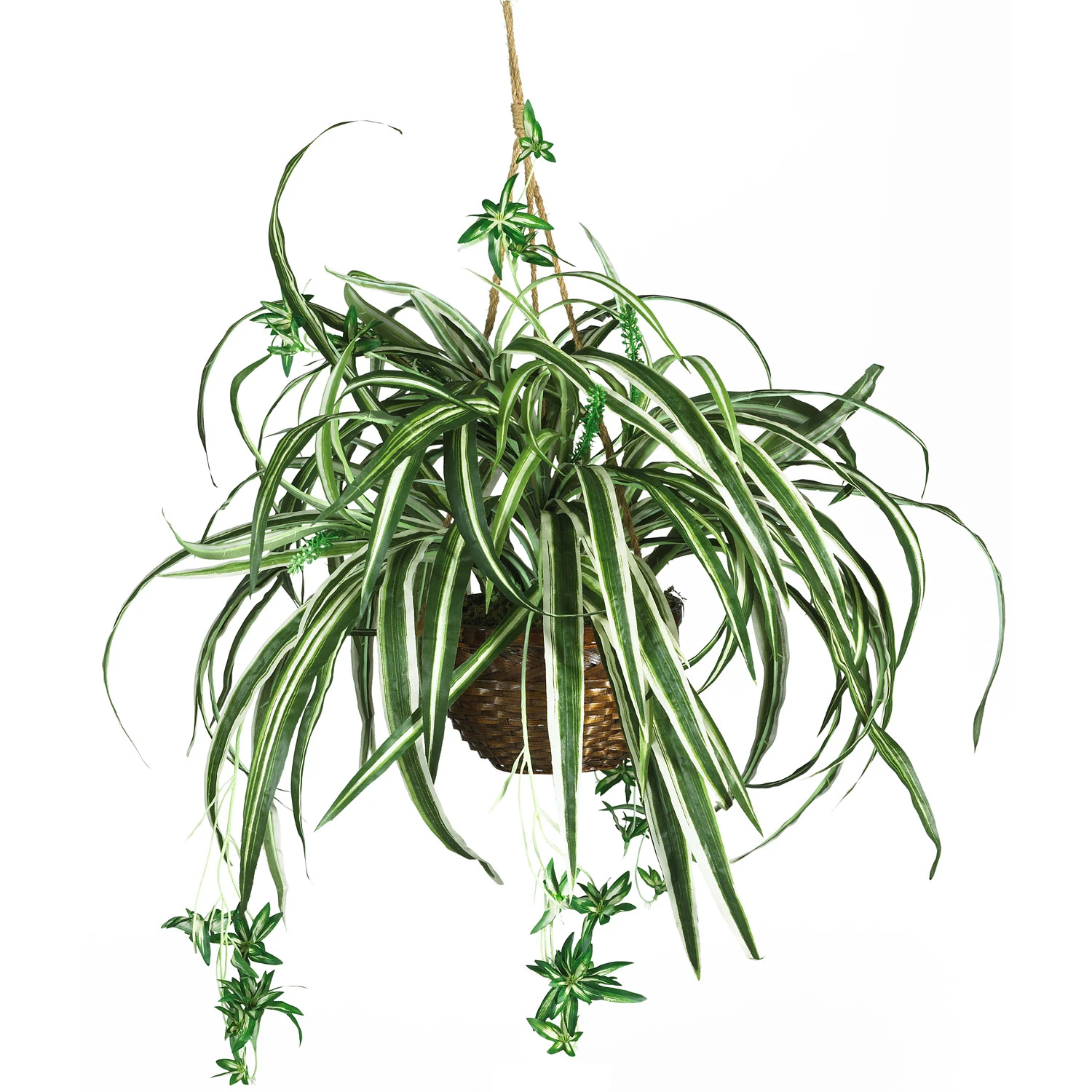 27 Inch Spider Plant In Hanging Basket 3 27 Inch Spider Plant In Hanging Basket