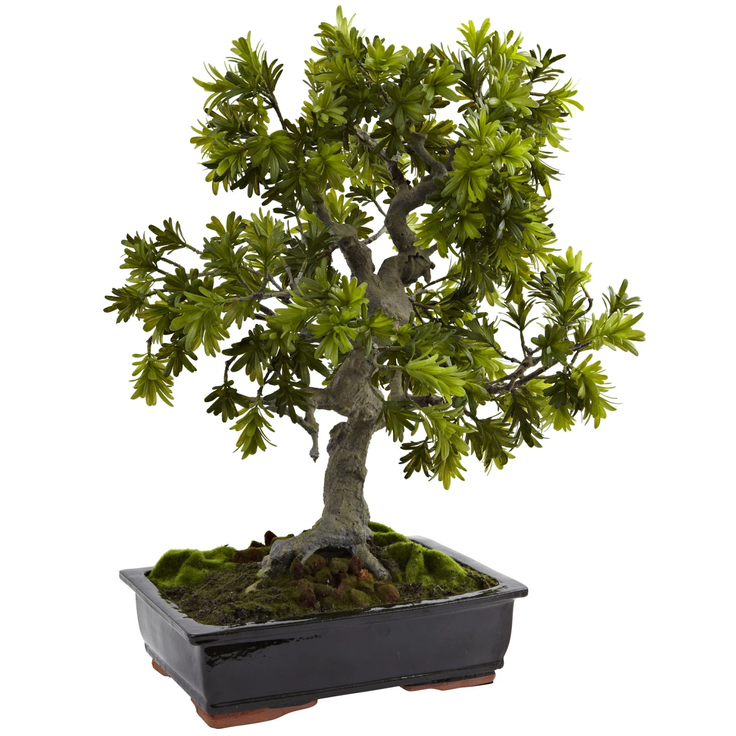 30 Inch Indoor Giant Podocarpus In Mossed Base & Bonsai Planter 3 30 Inch Indoor Giant Podocarpus In Mossed Base & Bonsai Planter
