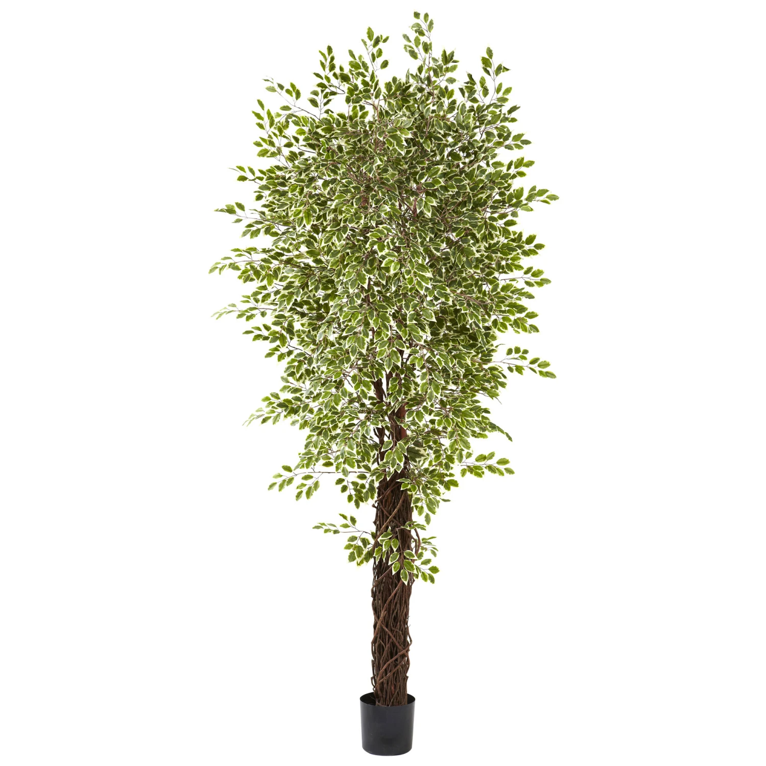 7.5 Foot Indoor Variegated Silk Mini Ficus Trees: Potted 3 7.5 Foot Indoor Variegated Silk Mini Ficus Trees: Potted