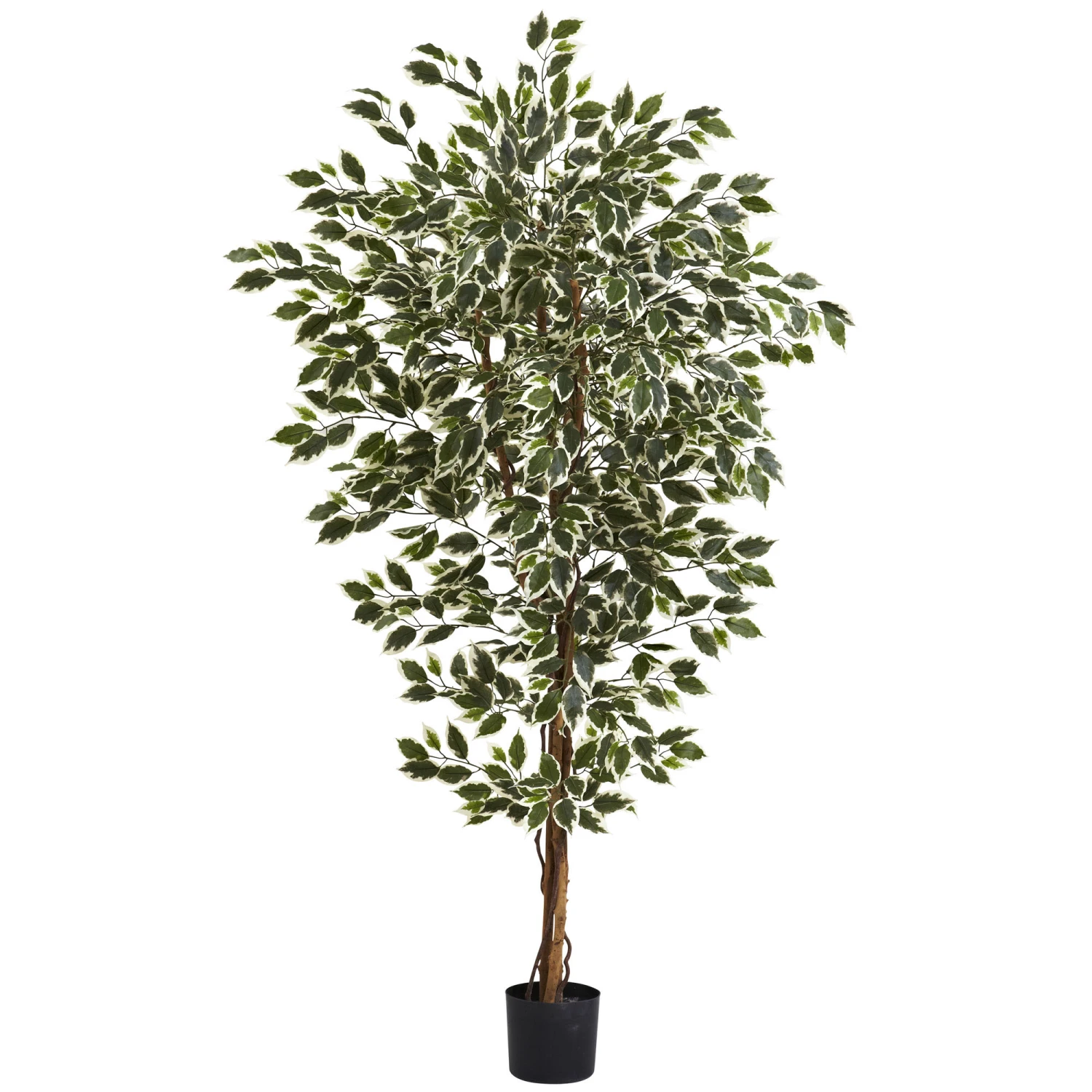 6 Foot Indoor (3 Trunk) Silk Hawaiian Ficus Tree: Potted 3 6 Foot Indoor (3 Trunk) Silk Hawaiian Ficus Tree: Potted