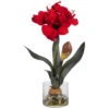 Amaryllis In Round Vase
