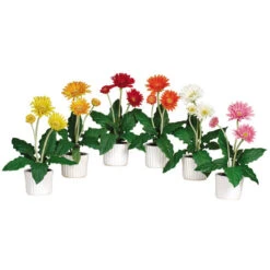 Colored Gerber Daisies In White Vases (Set Of 6)