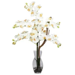 Phalaenopsis Orchid Arrangement In Vase