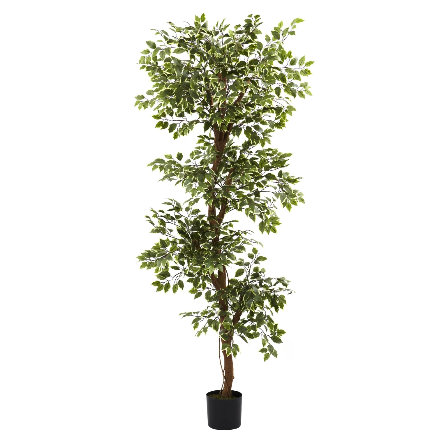 6 Foot Artificial Variegated Ficus Tree: Potted 3 6 Foot Artificial Variegated Ficus Tree: Potted