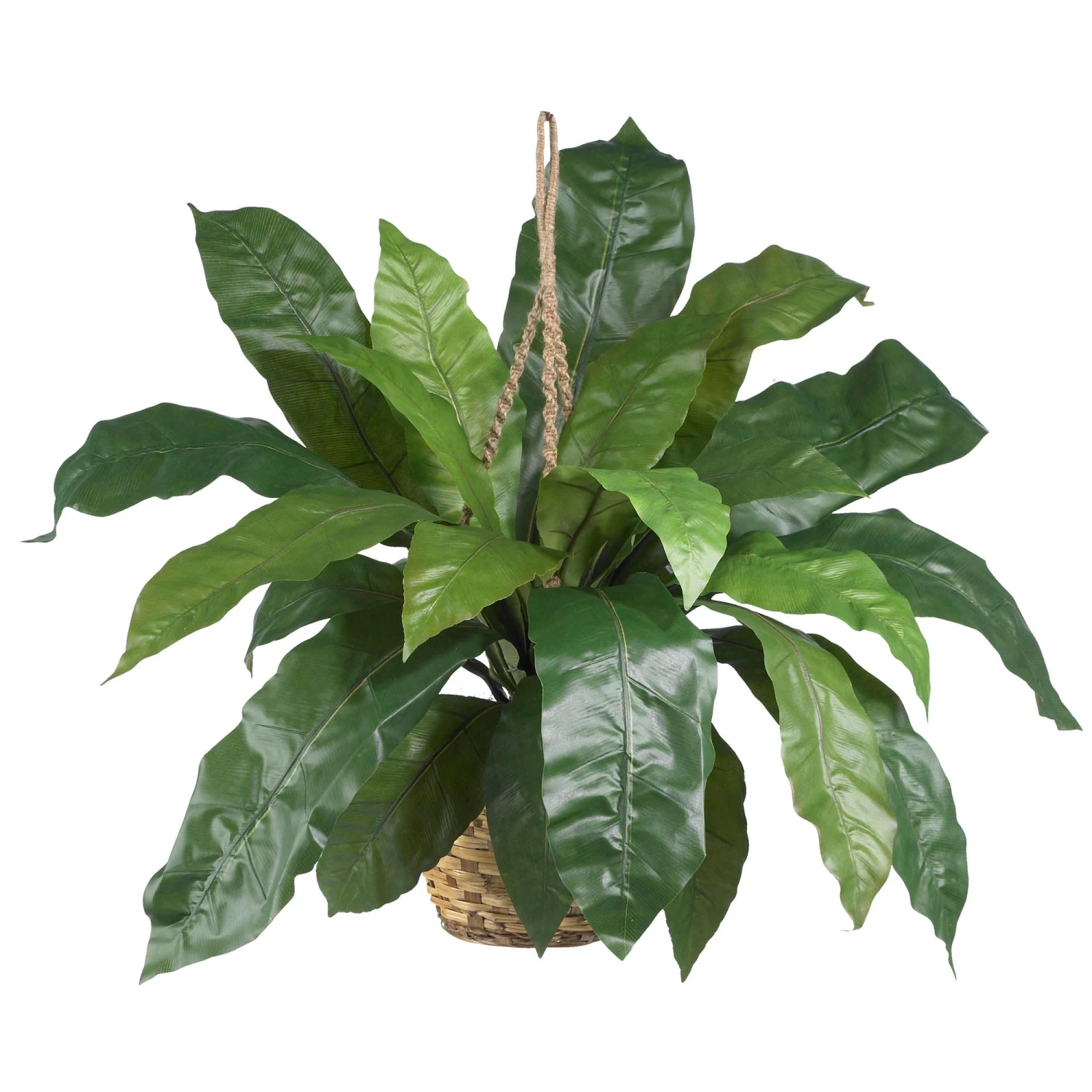 34 Inch Wide Silk Large Birds Nest Fern Hanging Basket 3 34 Inch Wide Silk Large Birds Nest Fern Hanging Basket