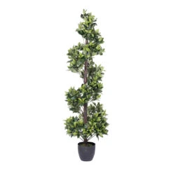 5 Foot Bay Spiral Topiary: Potted