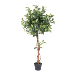 50 Inch Camellia Ball Topiary: Potted