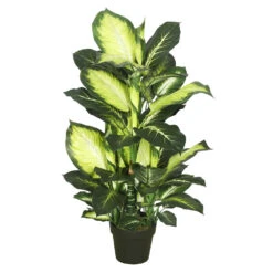 40 Inch Tutoned Green Dieffenbachia: Potted