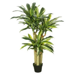 52 Inch Real Touch Dracaena Tree: Potted