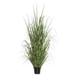 4 Foot Ryegrass: Potted