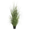 2 Foot Ryegrass: Potted