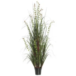 5 Foot Eucalyptus Grass: Potted