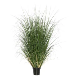 5 Foot Curled Grass: Potted