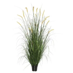 5 Foot Foxtail Grass: Potted