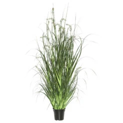 2 Foot Green Sheep Grass: Potted