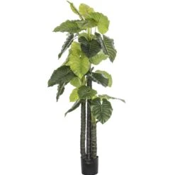 Indoor/Outdoor Elephant Ears: Limited UV Protection