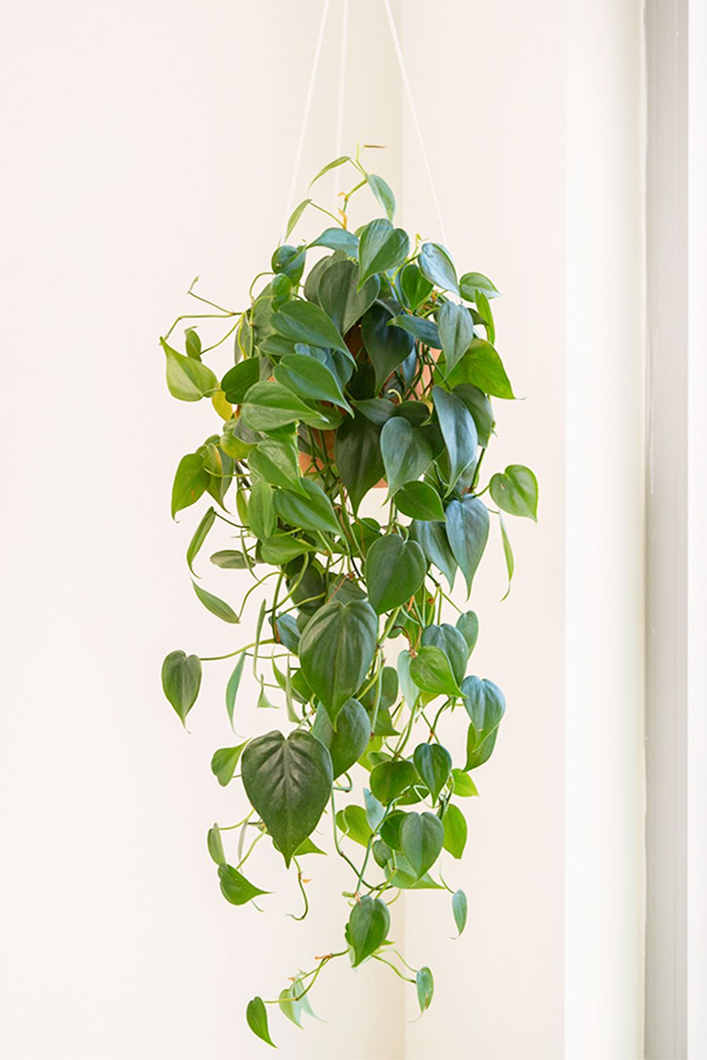 Artificial Trees Shop -Artificial Trees Shop best indoor hanging plants philodendron c92d4bdd52aa4be29716cc1305c5e9c9